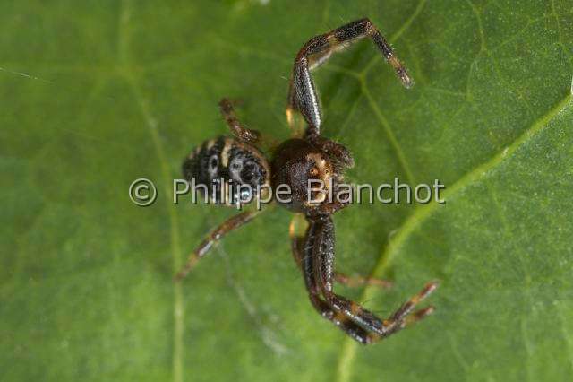 Thomisidae_0728.JPG - France, Araneae, Thomisidae, Araignée-crabe, Thomise globuleuse ou Araignée Napoléon (Synema globosum), Crab spider